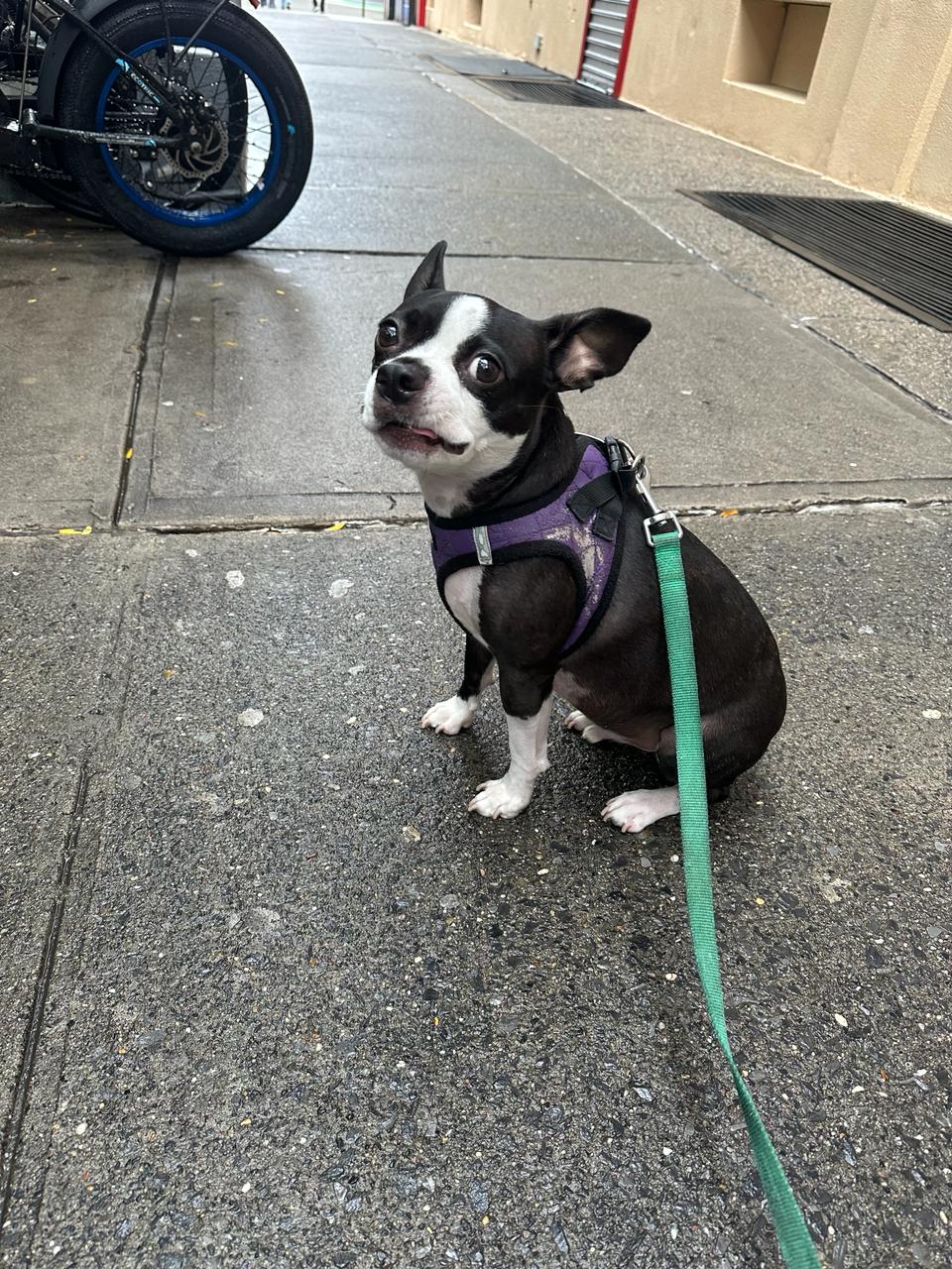 El mejor guia en Manhattan